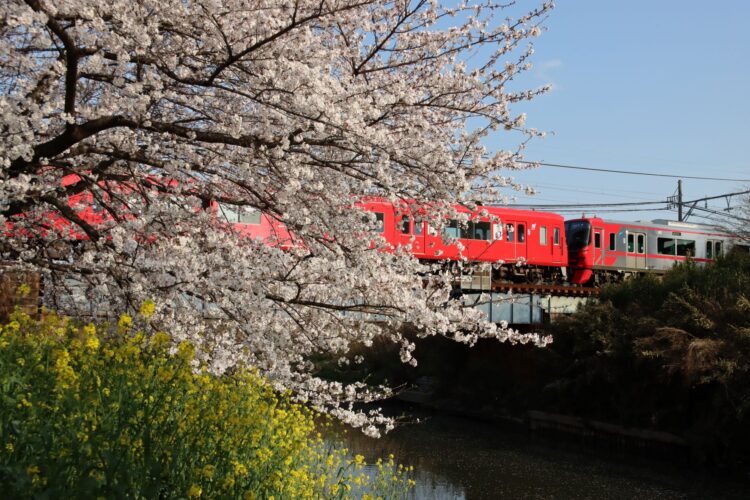 満開の桜の五条川を渡る3100系と9100系